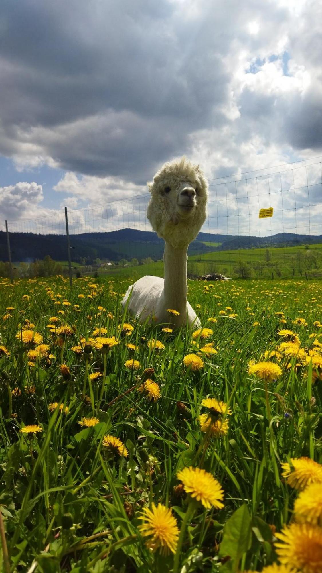 Pastelova Krova - Domki W Bieszczadach Ustrzyki Dolne Exteriör bild